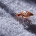 8 Warning Signs You're About to Have a Bed Bug Problem