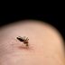 The Scientific Reason You Are (Or Aren't) a Mosquito Magnet