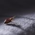 16 Secrets Bed Bugs Donâ€™t Want You To Knowâ€”But Are Crucial For Keeping Them At Bay