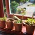 4 Easy Ways to Grow Indoor Herbs and Veggies