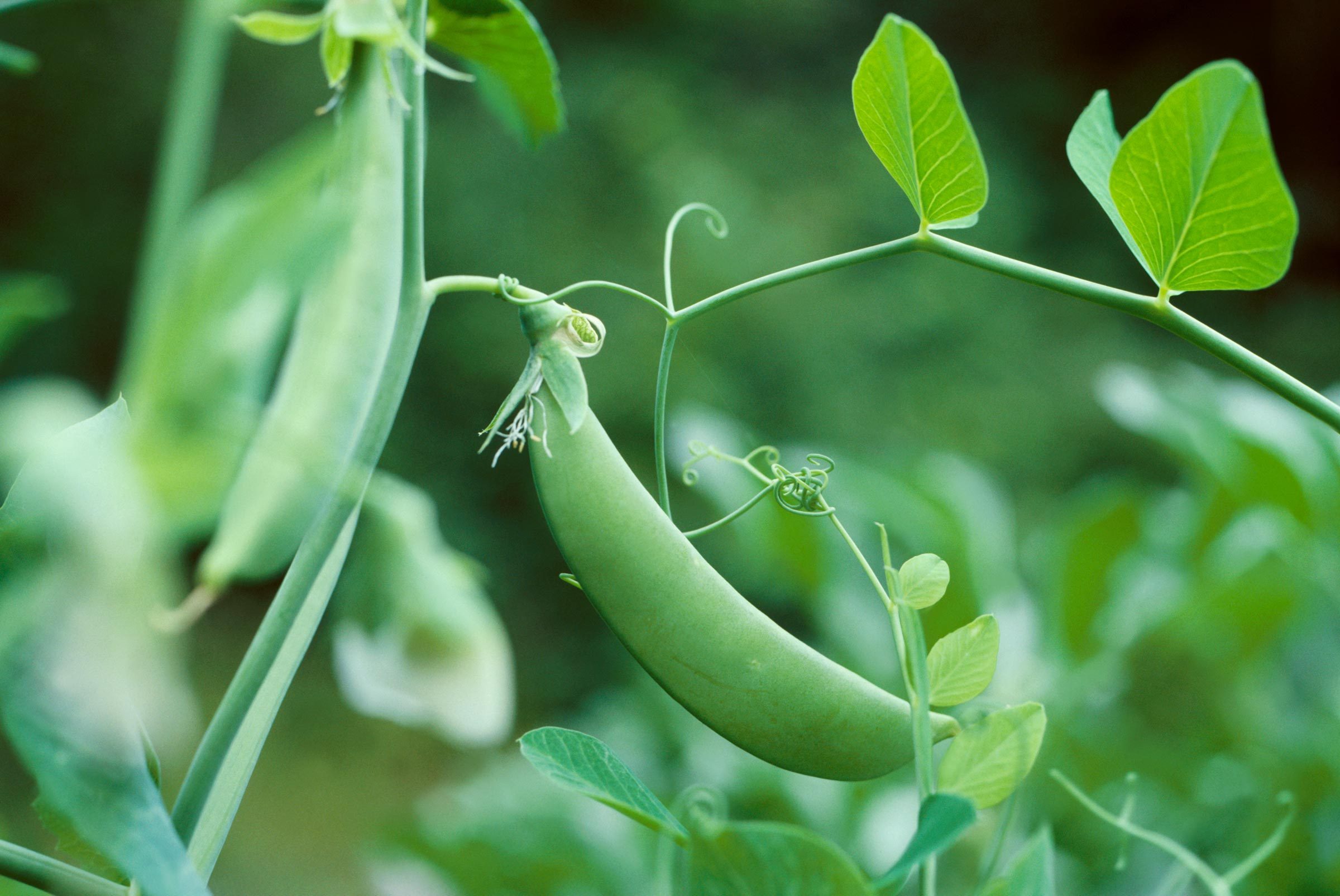 I Drank Pea Milk Every Day for a Week—Here’s What Happened