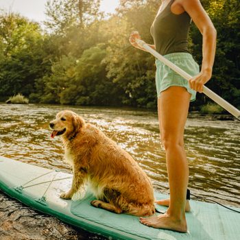 golden retriever on a paddle board