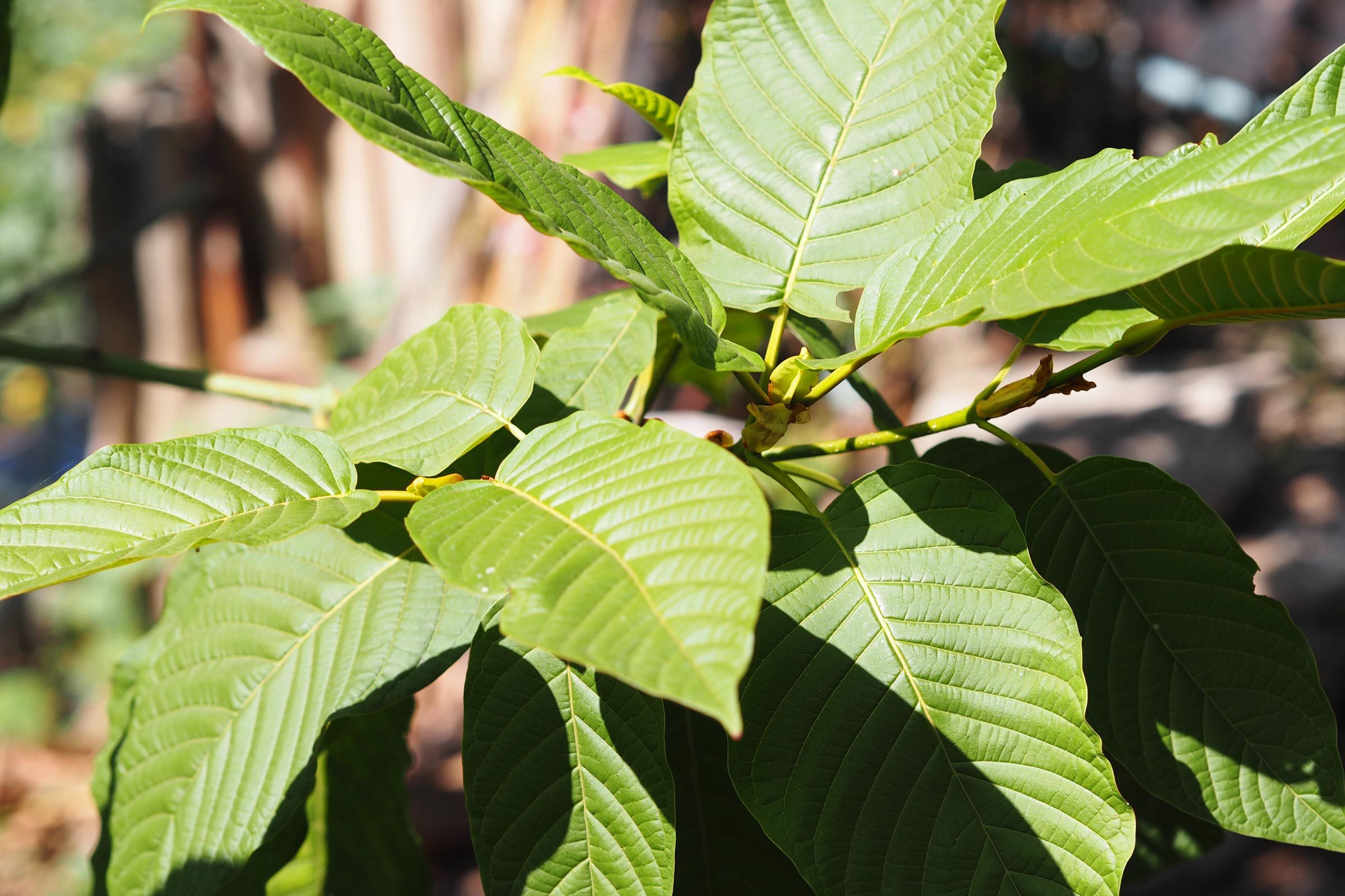 7 States Have Banned This Herbal Supplement for Its Reported Health Risks