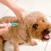 Can Dogs Get the Flu? Yes, Says an Expert Doctorâ€”Here's How To Keep Your Pet Safe